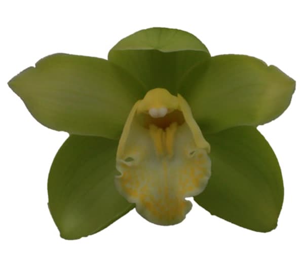 Cymbidium large flowered MINT ICE