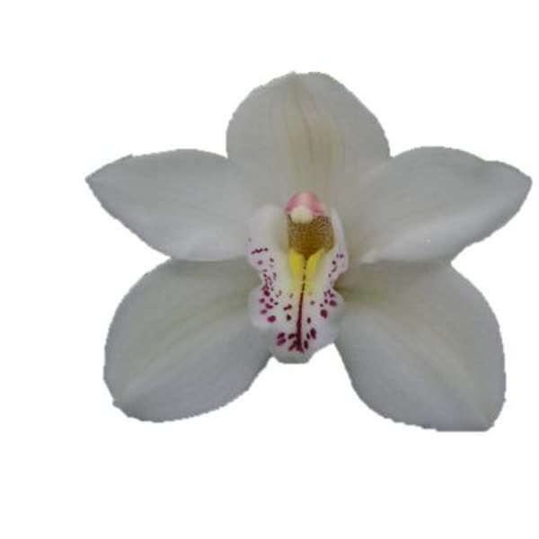 Cymbidium large flowered CASCADE