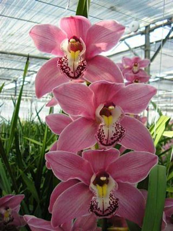 Cymbidium large flowered PRINCESS