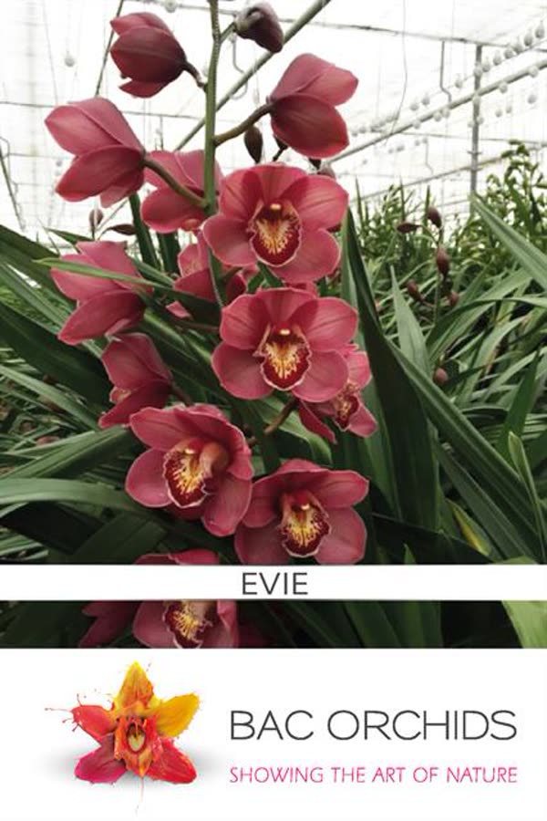 Cymbidium large flowered EVIE