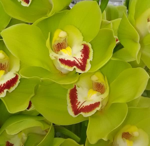 Cymbidium large flowered GREEN SURPRIS