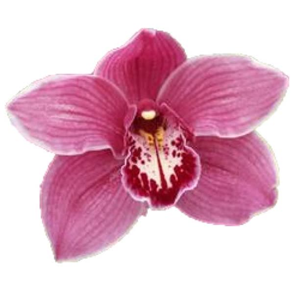 Cymbidium large flowered MONICA