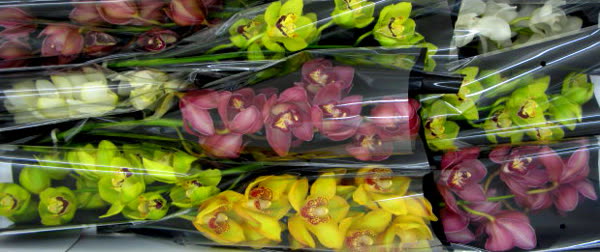 Cymbidium large flowered GEM