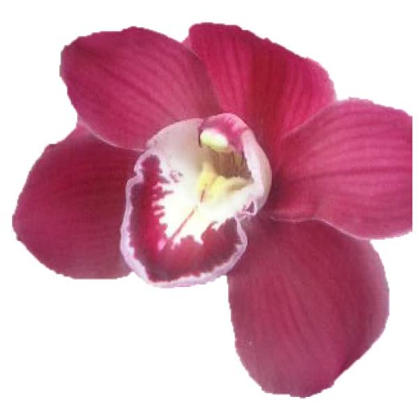 Cymbidium large flowered AUSTRALIA RED