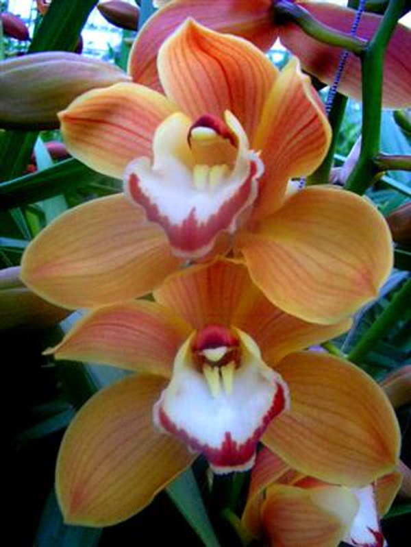 Cymbidium large flowered AMALIA