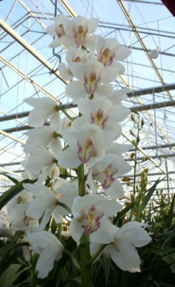 Cymbidium large flowered NATALE BIANCO