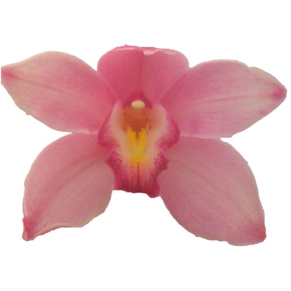Cymbidium large flowered RUBY ROSE