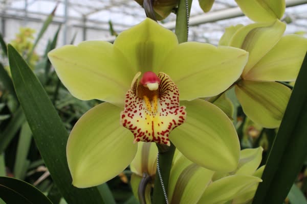 Cymbidium large flowered MELISSA