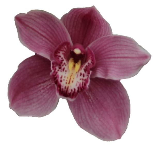 Cymbidium large flowered AUSTRAL PINK