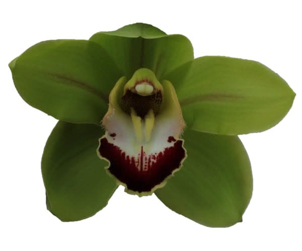 Cymbidium large flowered RUUD