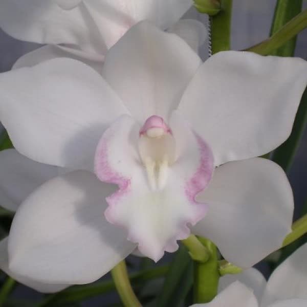 Cymbidium large flowered SNOWCASTLE