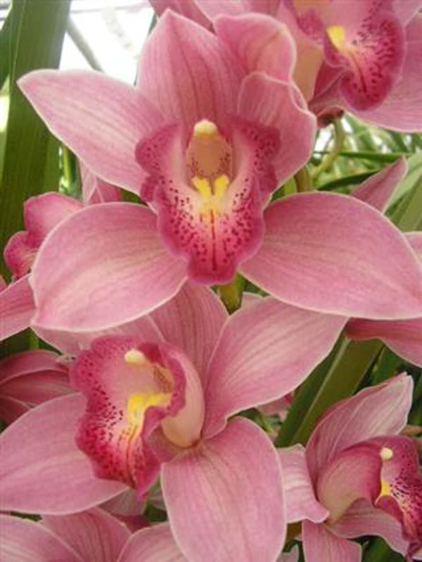 Cymbidium large flowered ELLIO RO C290