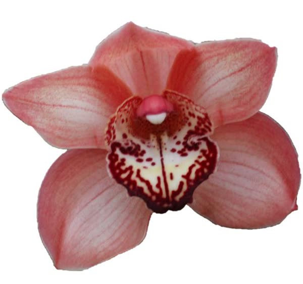 Cymbidium large flowered BROWNY