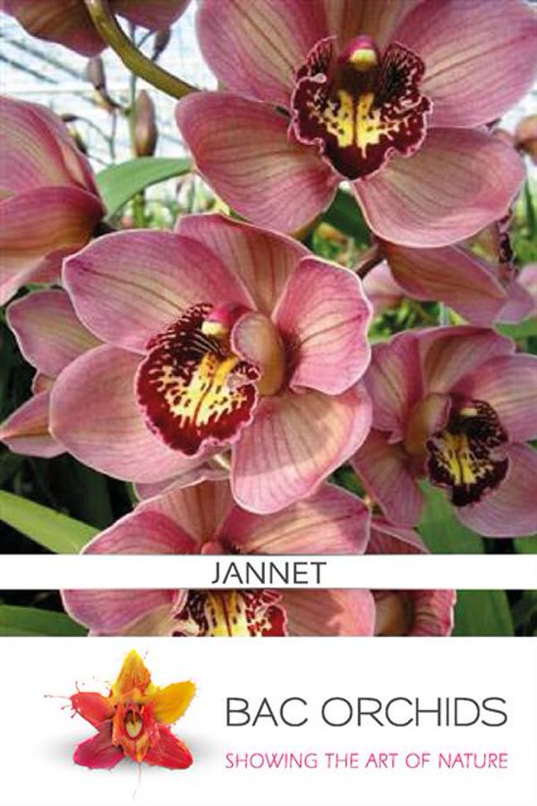 Cymbidium large flowered JANNET
