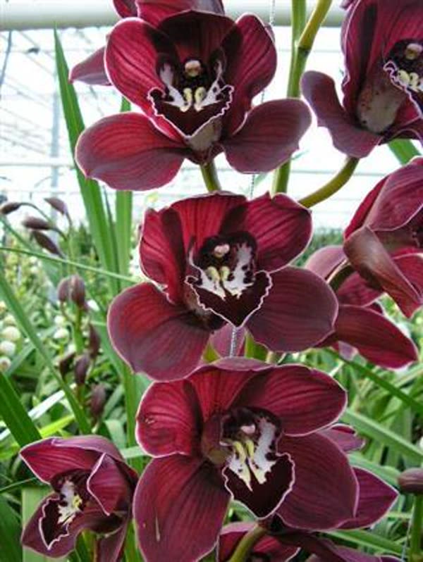 Cymbidium large flowered ANGELINE