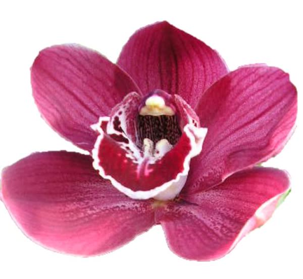 Cymbidium large flowered HADES
