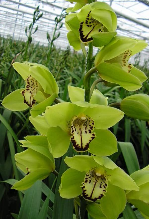 Cymbidium large flowered BONYONI