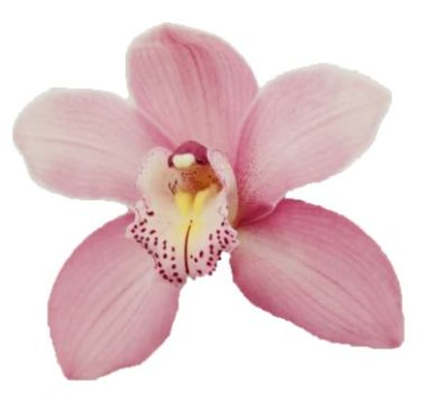 Cymbidium large flowered AIDA